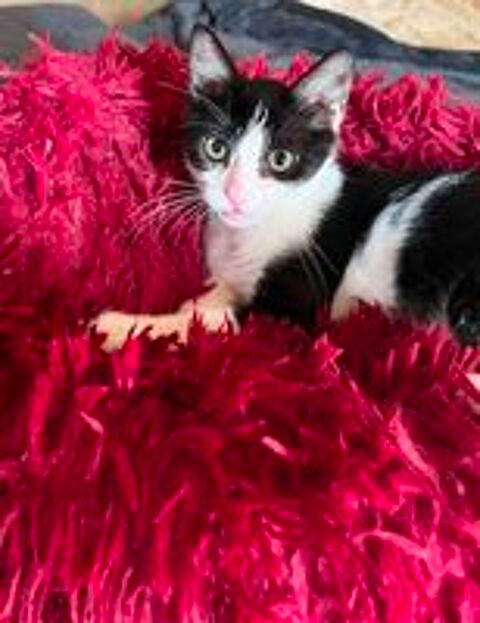   Merlin un petit bout parfait  