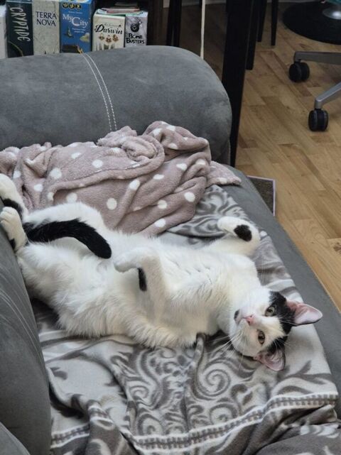 Cookie, 2 ans et demi, cherche de bons adoptants 195 92400 Courbevoie