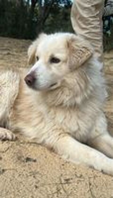   Magnifique et adorable NEIGE, 6 ans estimés, 28 kg, à l'adoption 💖 