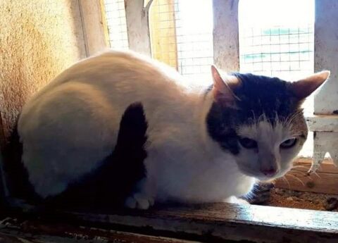 Rubis, beau matou cherche son foyer pour la vie 230 84190 Vacqueyras