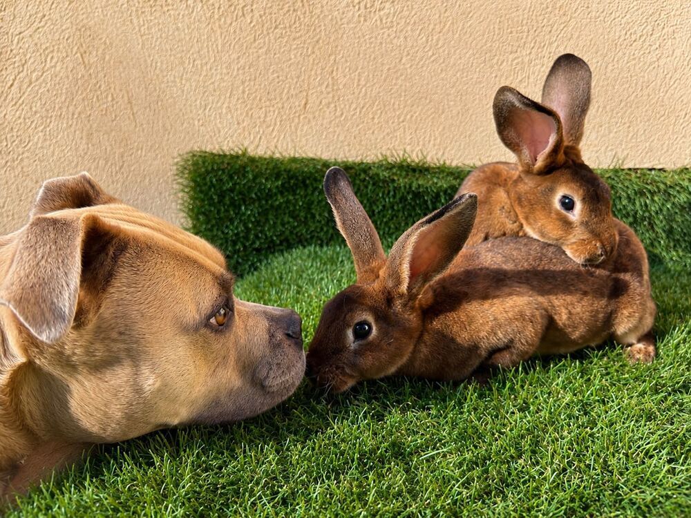 lapins Jardin