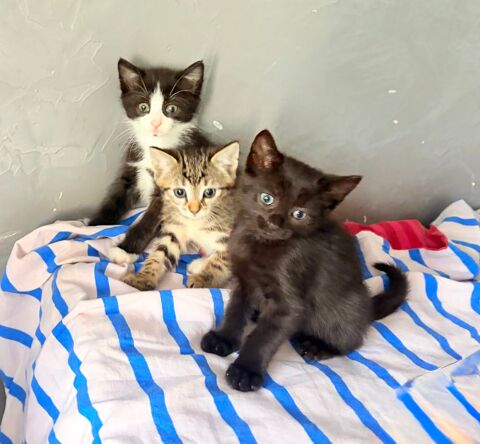 Tr&egrave;s Beaux Chatons de Goutti&egrave;re &Agrave; R&eacute;server 2 mois  300 94450 Limeil-brévannes