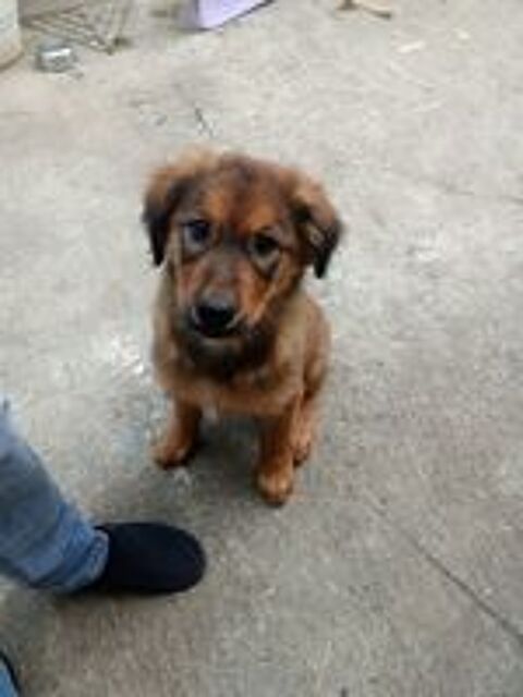   Chiot 3 mois 