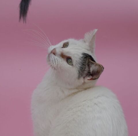 AFRICA 230 27620 Gasny