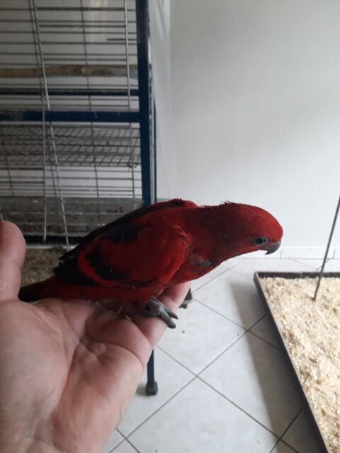  Lori écarlate femelle Bagué 25 - Lori a front rouge mâle 400 24110 Saint-lon-sur-l'isle