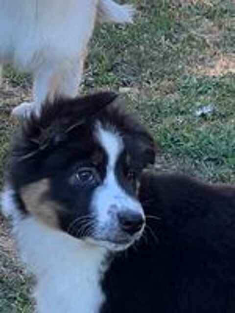   Chiots berger australien disponibles 