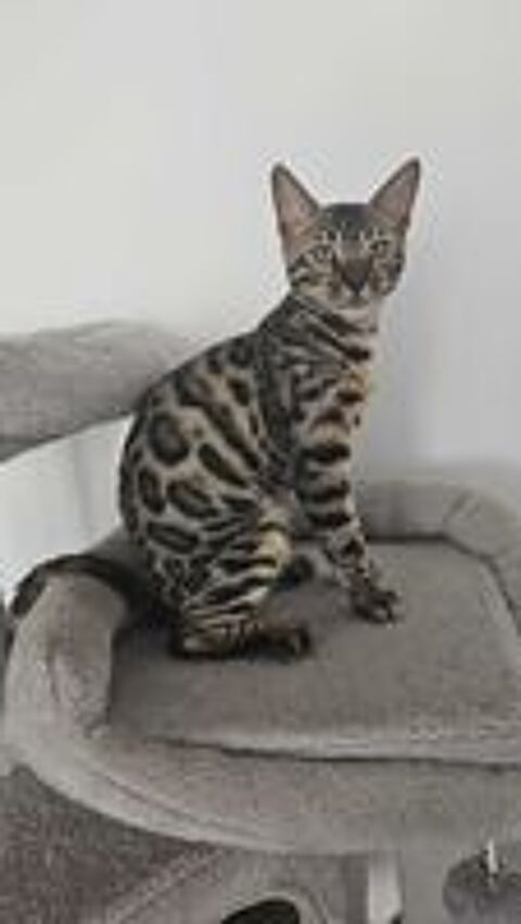   Chaton bengal loof 