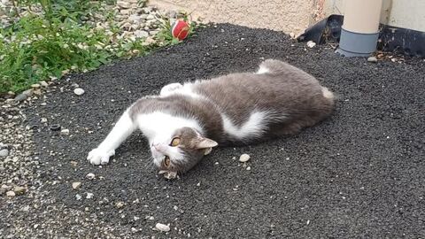 Chat FRIMOUSSE &agrave; l adoption 100 26130 Sol�rieux