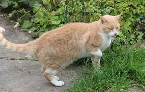 VOLTAIRE CHAT TIGRE ROUX CLAIR  4 ANS 195 92260 Fontenay-aux-roses