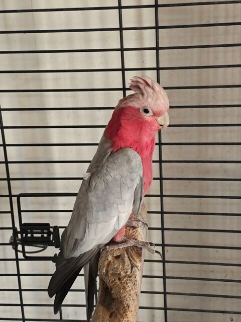 Perroquet cacaotes rosalbin 1400 43500 Saint-pal-de-chalencon