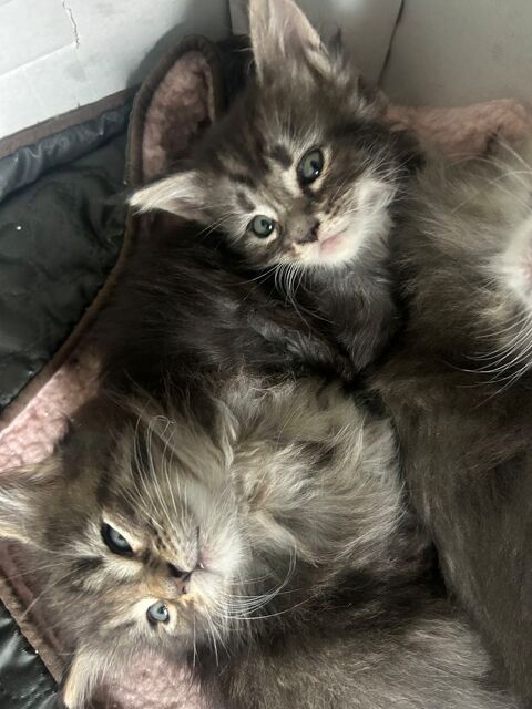 Chatons Maine coon 850 59140 Dunkerque