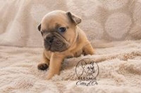   Disponible chiots bouledogue français EXO 