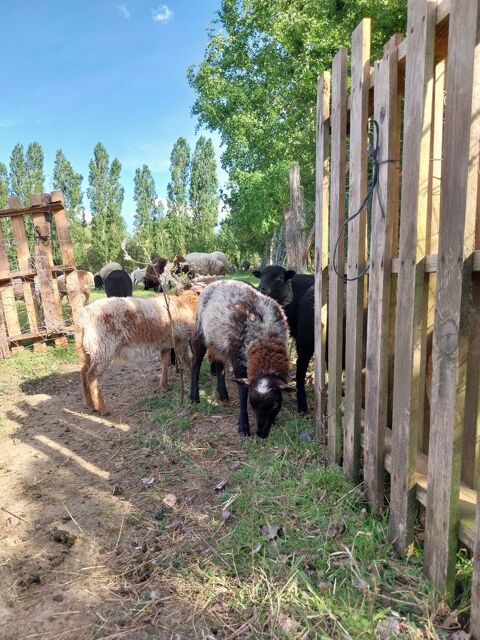 MOUTON / AGNEAUX OUESSANT 65 41700 Le controis-en-sologne