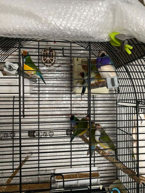 divers diamants de Gould  30 94460 Valenton