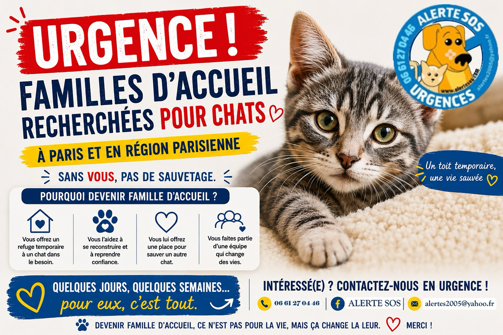   RECHERCHE FAMILLE D'ACCUEIL POUR CHAT SUR PARIS OU REGION PARISIENNE 