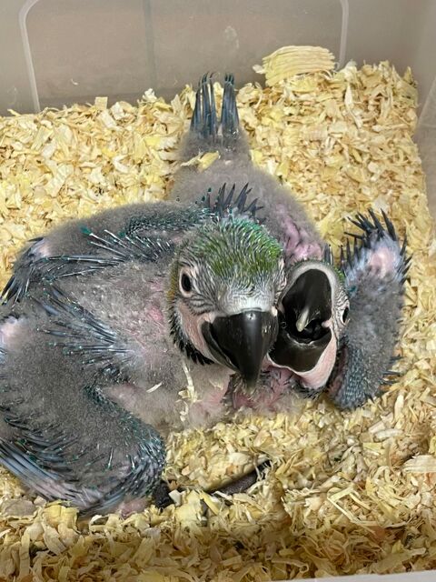 Perroquet ara ararauna et chloroptere EAM 1500 81150 Florentin