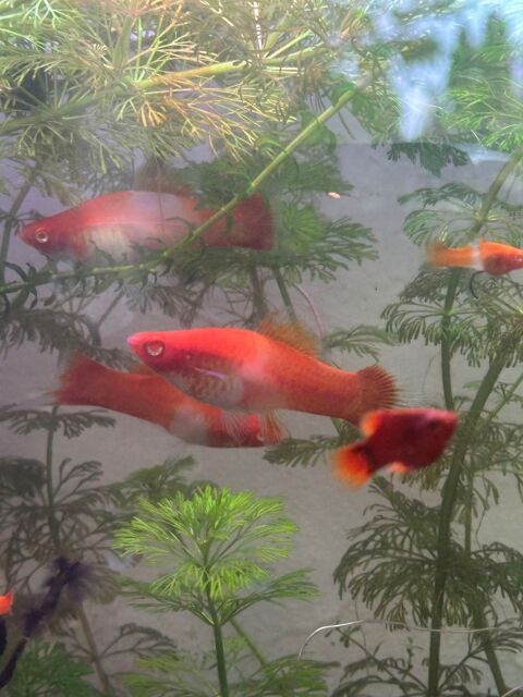 Xipho Helleri Koi Kohaku 3 67260 Sarre-union