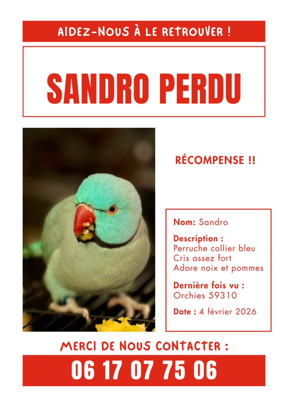   PERRUCHE COLLIER PERDU 