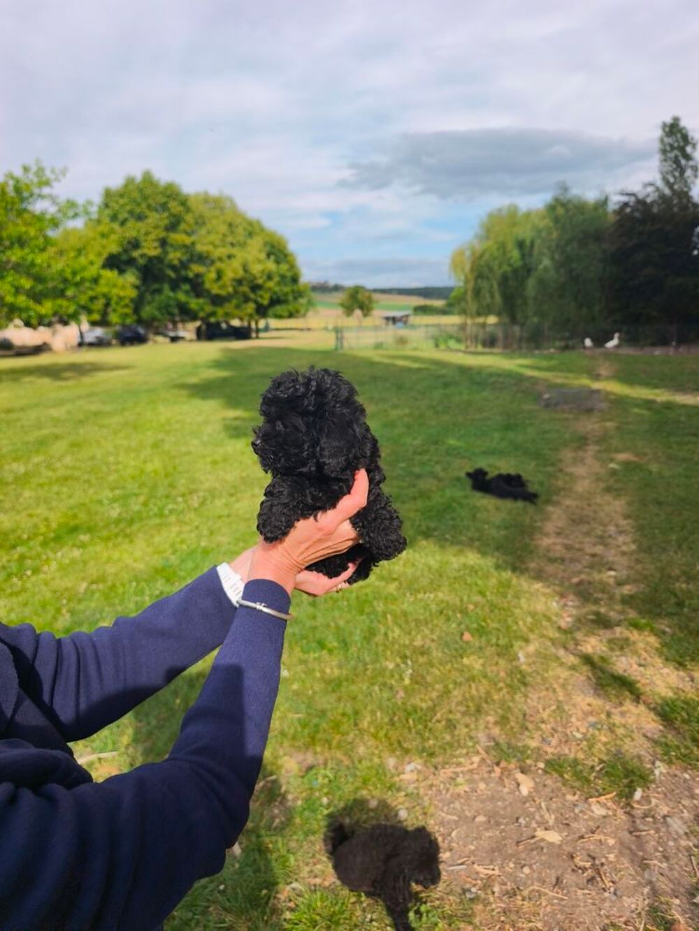   2 Superbes chiots caniche toy et petit nain noir lof  