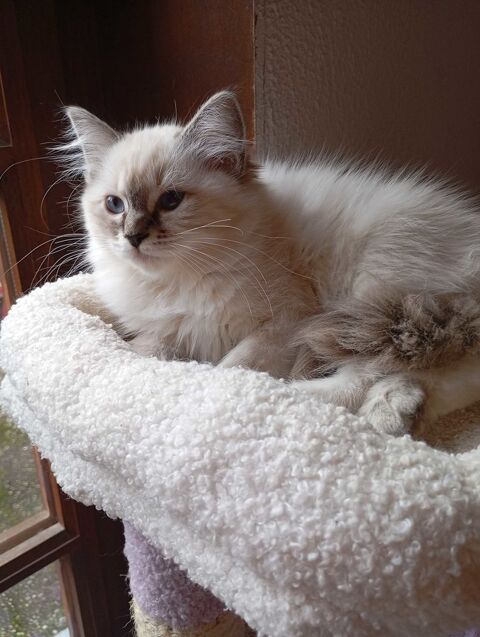 Chatons Ragdoll 0 88510 Remiremont