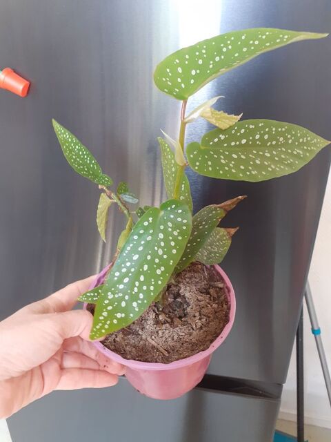 Begonia tamaya ENVOI POSSIBLE  5 Laon (02)
