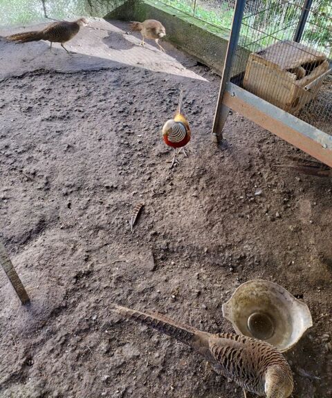 Divers 0 17510 Villiers-couture