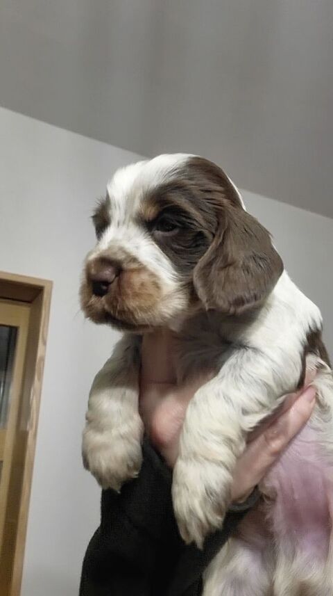 Chiots cockers anglais LOF 1500 51370 Ormes
