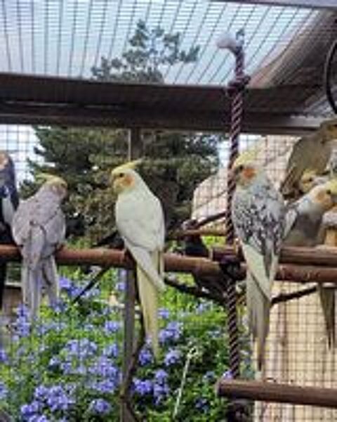   Oiseaux perruches calopsittes  