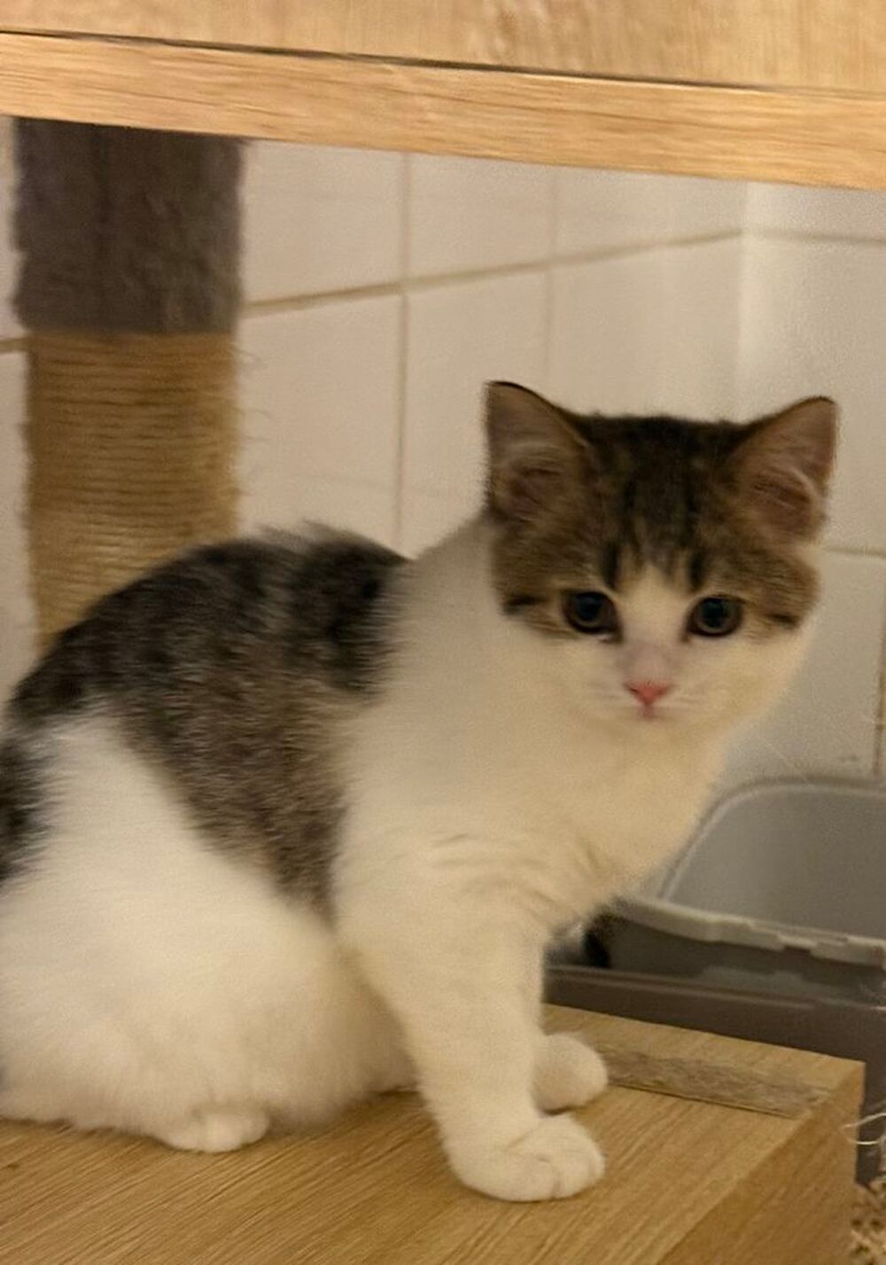   bristish shorthair femelle  