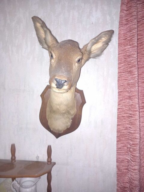 troph�e chevreuil 35 Villeneuve-sur-Aisne (02)