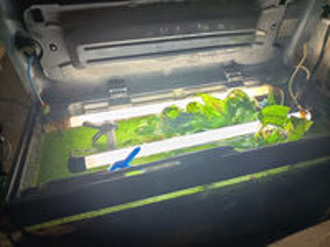   Cause déménagement, aquarium 