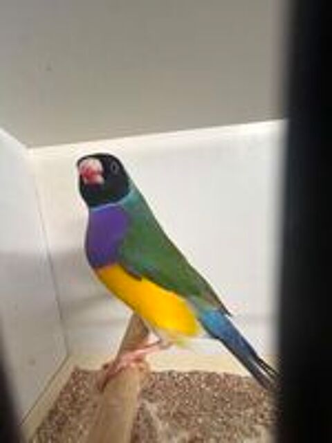   Oiseaux  
