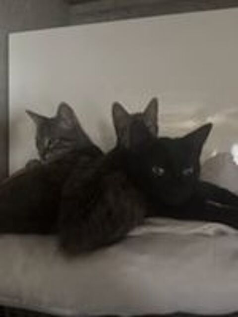   Don 05 Chatons  