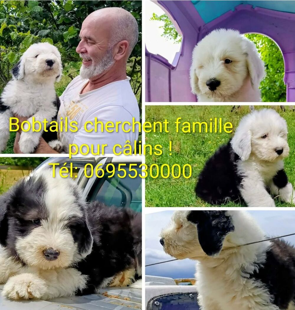   Bouilles d'amour de Bob cherchent famille pour calins ! 