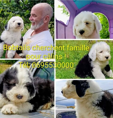 Bouilles d'amour de Bob cherchent famille pour calins ! 1500 35320 Saulnières