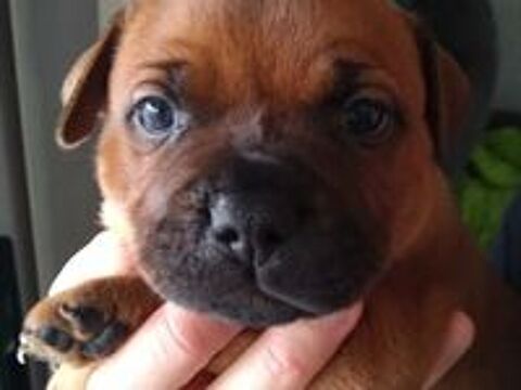   Chiots Staffordshire Bull Terrier staffie rouge masque noir  