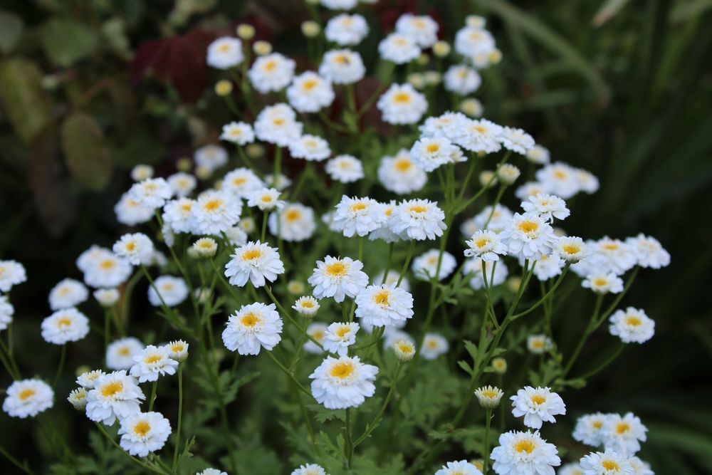 Tanacetum 'Flore Pleno' graines Jardin