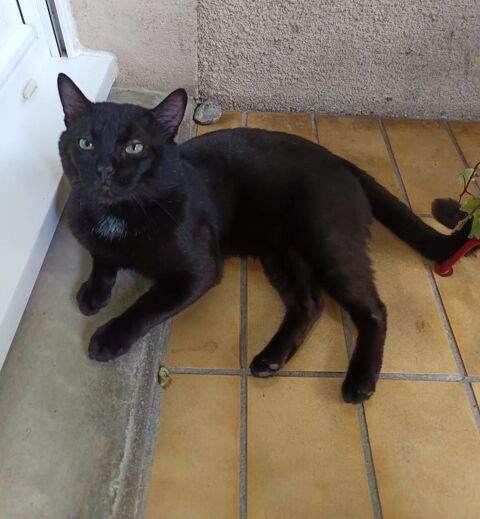 Moshi adorable chat noir 2 ans hyper gentil a adopter 120 11000 Carcassonne