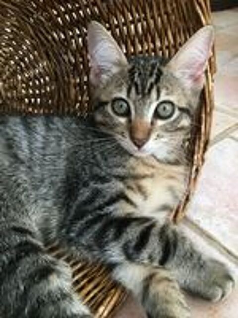   Zazie chtoupinette aimant l'humain et ok chat 