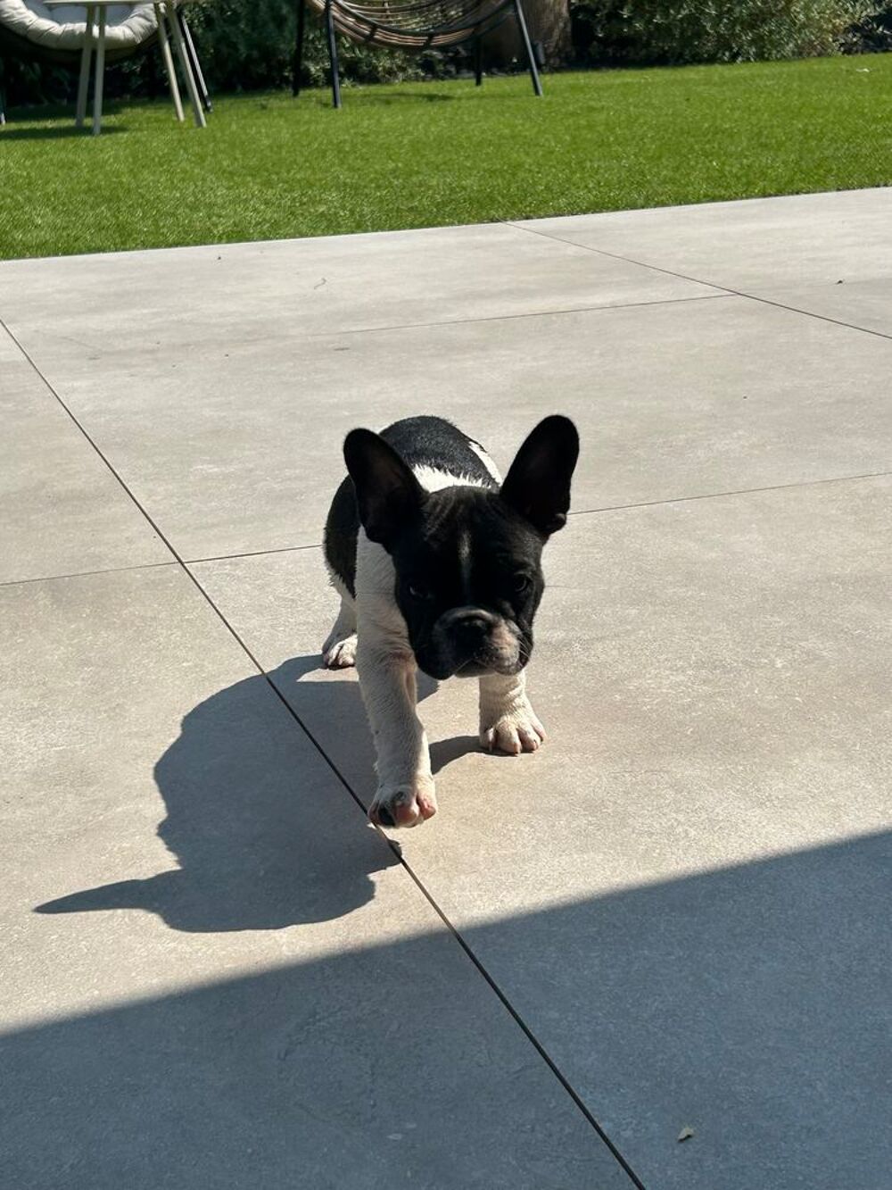   Chiots Bouledogue Français 