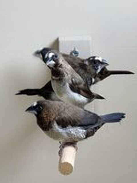   Moineau du Japon 