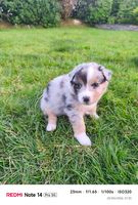   CHIOTS BERGER AUSTRALIEN LOF
