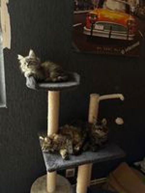   Maine Coon lignée Shaded 