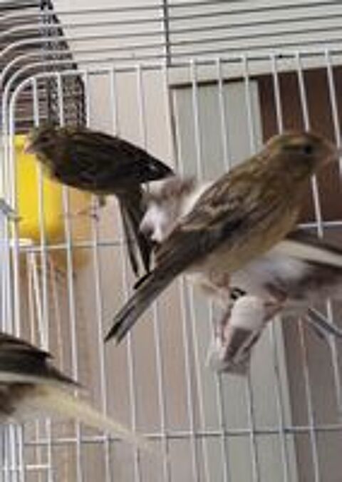   Canaris 
