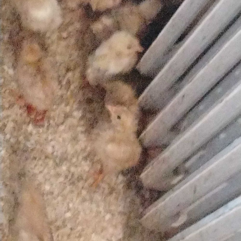   animaux 