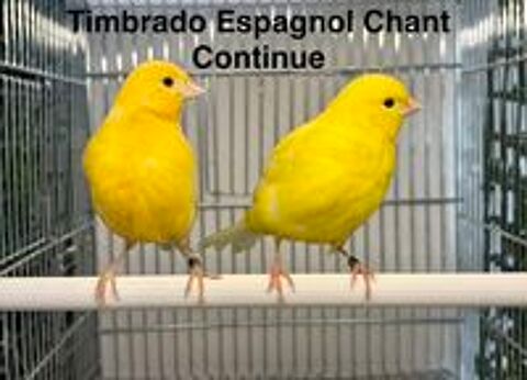   Très Belle Sélection De Canari De Chant, Couleur, Posture 26 