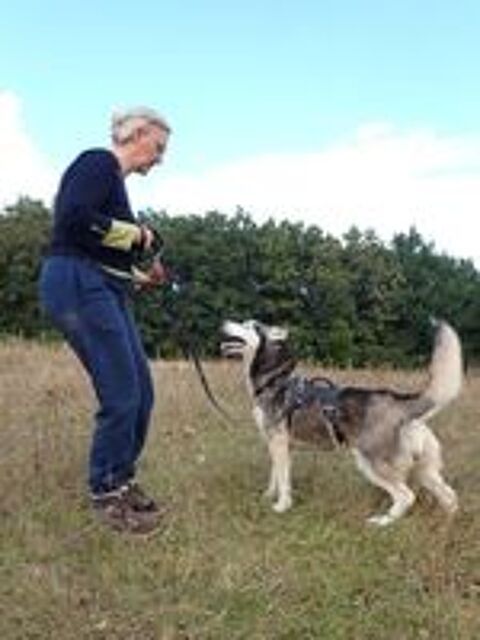   Kira2, typée husky, à l'adoption 