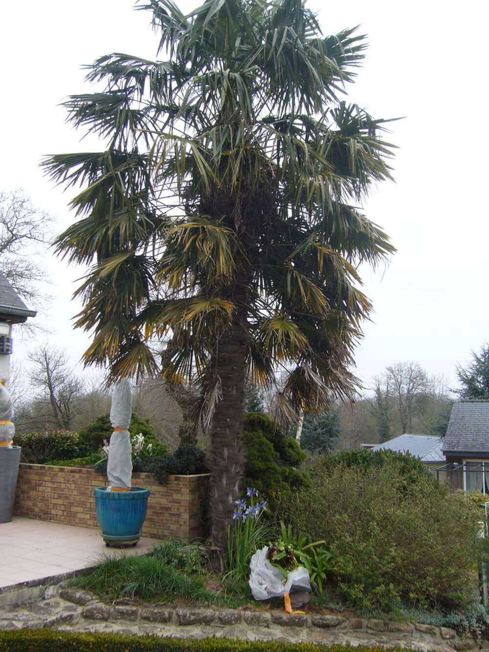 palmier chanvre en pot ( vari&eacute;t&eacute; trachycarpus) Jardin
