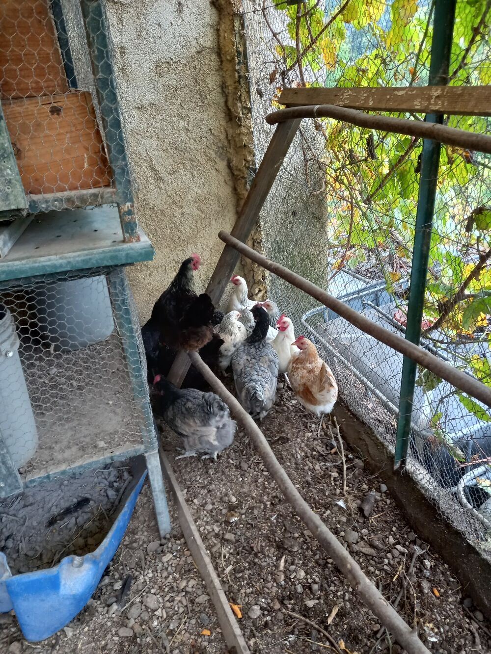 POULES PONDEUSES Jardin