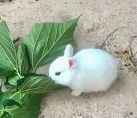   Adorable, lapin, nain à Venelles 